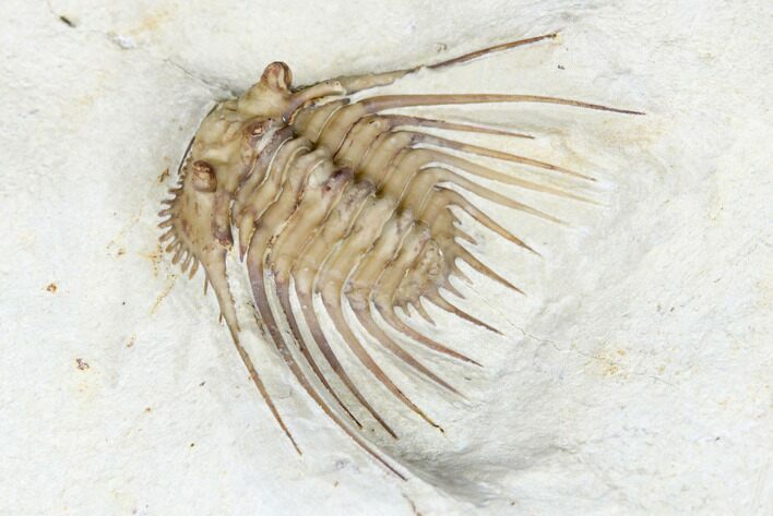 Kettneraspis Trilobite - Black Cat Mountain, Oklahoma #170290